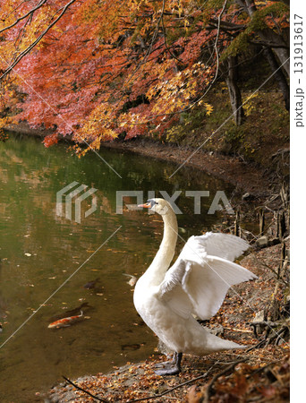 紅葉の中を泳ぐ白鳥 紅葉の中を泳ぐ白鳥 131913617