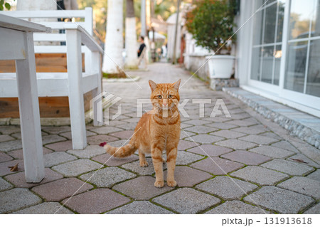 Street cats of Turkey roam freely, lounging, playing, and exploring the vibrant streets, creating charming scenes of daily life in urban and rural settings. Fethiye city 131913618