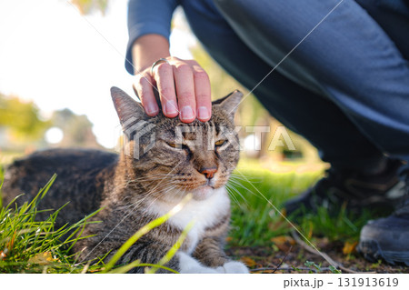 Street cat of Turkey roam freely, lounging, playing, and exploring the vibrant streets, creating charming scenes of daily life in urban and rural settings. Yacht marina in Gedcik near Fethiye 131913619
