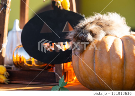 A funny shaggy fluffy hamster sits outdoor on a pumpkin in a Halloween decor among garlands, lanterns, candles. Harvest Festival 131913636
