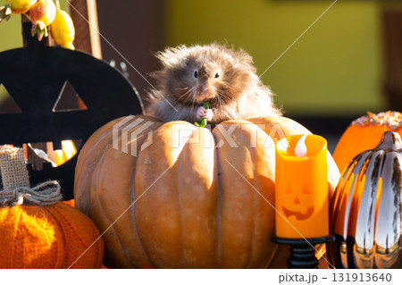 A funny shaggy fluffy hamster sits outdoor on a pumpkin in a Halloween decor among garlands, lanterns, candles. Harvest Festival A funny shaggy fluffy hamster sits outdoor on a pumpkin in a Halloween decor among garlands, lanterns, candles. Harvest Festival 131913640