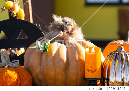 A funny shaggy fluffy hamster sits outdoor on a pumpkin in a Halloween decor among garlands, lanterns, candles. Harvest Festival A funny shaggy fluffy hamster sits outdoor on a pumpkin in a Halloween decor among garlands, lanterns, candles. Harvest Festival 131913641