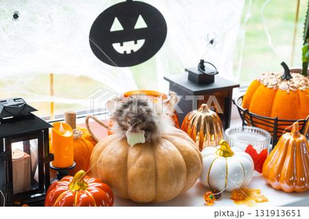 A funny shaggy fluffy hamster sits on a pumpkin and chews a leaf in a Halloween decor among garlands, lanterns, candles. Harvest Festival A funny shaggy fluffy hamster sits on a pumpkin and chews a leaf in a Halloween decor among garlands, lanterns, candles. Harvest Festival 131913651