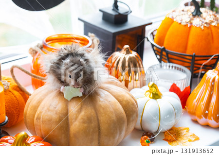 A funny shaggy fluffy hamster sits on a pumpkin and chews a leaf in a Halloween decor among garlands, lanterns, candles. Harvest Festival A funny shaggy fluffy hamster sits on a pumpkin and chews a leaf in a Halloween decor among garlands, lanterns, candles. Harvest Festival 131913652