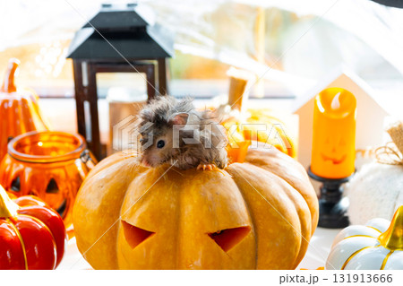 A funny shaggy fluffy hamster comes out of pumpkin in a Halloween decor among garlands, lanterns, candles. Harvest Festival A funny shaggy fluffy hamster comes out of pumpkin in a Halloween decor among garlands, lanterns, candles. Harvest Festival 131913666