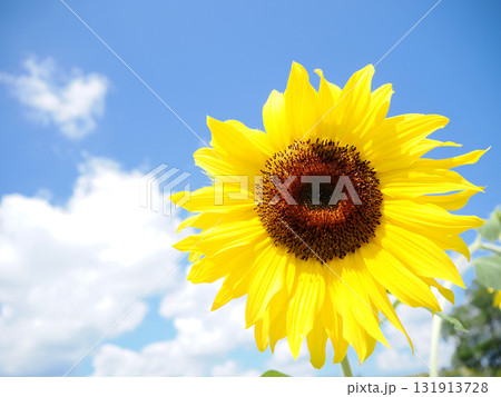 ヒマワリの花のクローズアップ 131913728