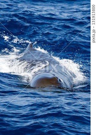 spermwhale head close up breathing on blue sea in mediterranean ligurian sea 131913800