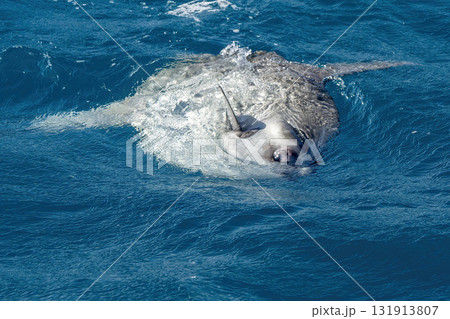 Detail of eye of a mola mola sunfish on seas surface in mediterranean sea 131913807