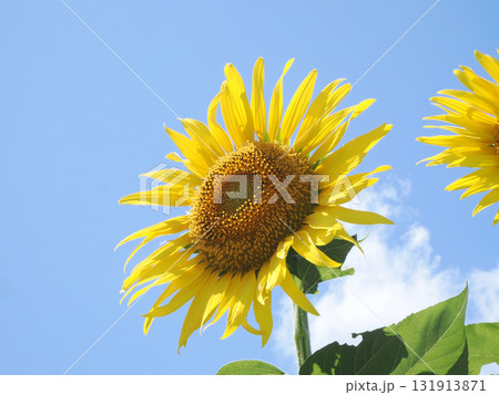 ヒマワリの花のクローズアップ ヒマワリの花のクローズアップ 131913871