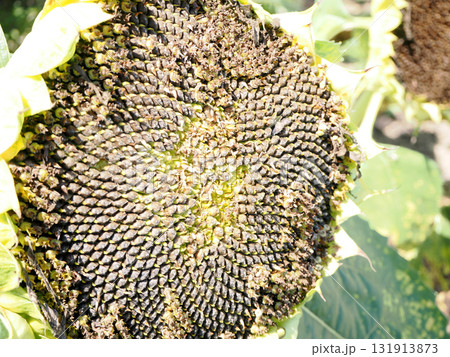 花が散って種になった向日葵 花が散って種になった向日葵 131913873