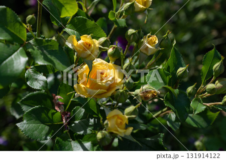 Yellow roses bloom beautifully in a garden setting during springtime, showcasing a vibrant display of petals and greenery Yellow roses bloom beautifully in a garden setting during springtime, showcasing a vibrant display of petals and greenery 131914122