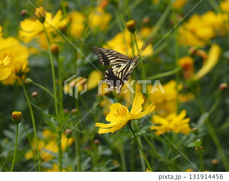 浜離宮恩賜庭園に咲くキバナコスモスの間を飛ぶナミアゲハ 131914456