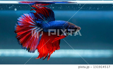 青と赤のヒレが美しいベタの横姿クローズアップ1 青と赤のヒレが美しいベタの横姿クローズアップ1 131914517