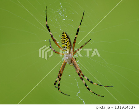 ナガコガネグモ ナガコガネグモ 131914537
