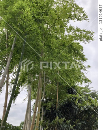 長瀞の風景 131914637