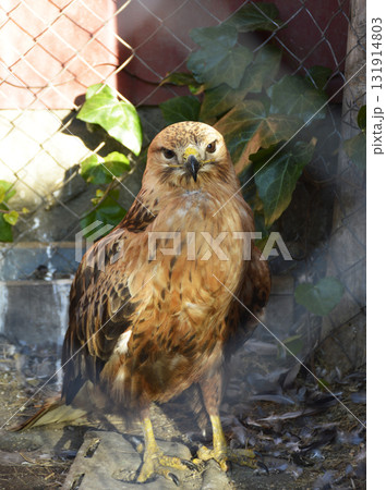 A hawk, bird of prey with a powerful beak and yellow legs, standing in an aviary 131914803