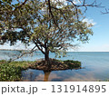 自然の強さ 131914895