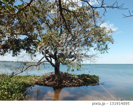 自然の強さ 131914895