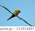 電線に止まるワカケホンセイインコ 131914897