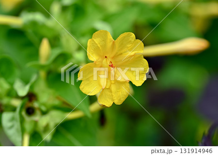 黄色いオシロイバナ 黄色いオシロイバナ 131914946