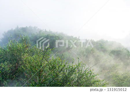 natural background, fog among mountain vegetation, inside the cloud natural background, fog among mountain vegetation, inside the cloud 131915012