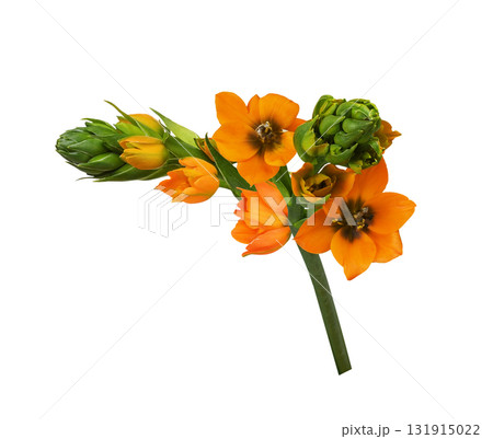 Small beautiful sprig of Orange ornithogalum flowers and buds isolated on white background 131915022