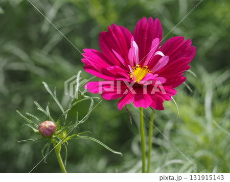 浜離宮恩賜庭園に咲くコスモスの花 131915143
