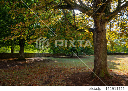 Early autumn scene in a park in Salisbury, Wiltshire, UK. Trees with fallen leaves on the ground. Early autumn scene in a park in Salisbury, Wiltshire, UK. Trees with fallen leaves on the ground. 131915323
