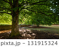Early autumn scene in a park in Salisbury, Wiltshire, UK. Trees with fallen leaves on the ground. 131915324