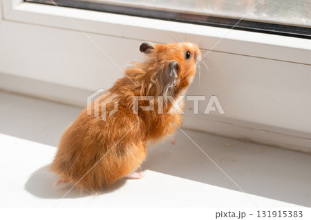 Hamster pet animal curiously looks up from a windowsill into a bright window indoors, bathed in natural light. Hamster pet animal curiously looks up from a windowsill into a bright window indoors, bathed in natural light. 131915383