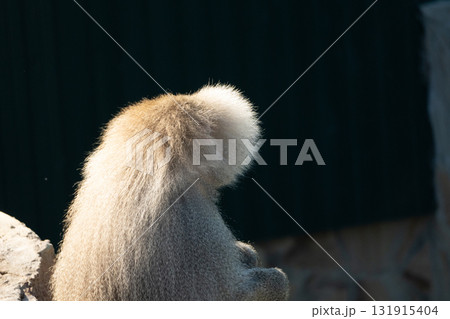 Monkey Zoo Animal Sitting Back 131915404