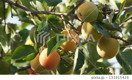 Persimmons Tree Ripening: Unripe fruits hang on a branch among green leaves, maturing in sunlight during autumn. Persimmons Tree Ripening: Unripe fruits hang on a branch among green leaves, maturing in sunlight during autumn. 131915428