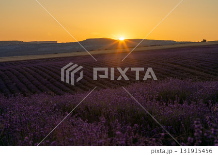 Lavender Fields Sunset Provence Agriculture Growth Beauty Landscape. Lavender Fields Sunset Provence Agriculture Growth Beauty Landscape. 131915456