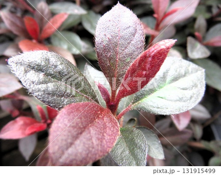 赤葉ツツジ　カッパーエバー 131915499