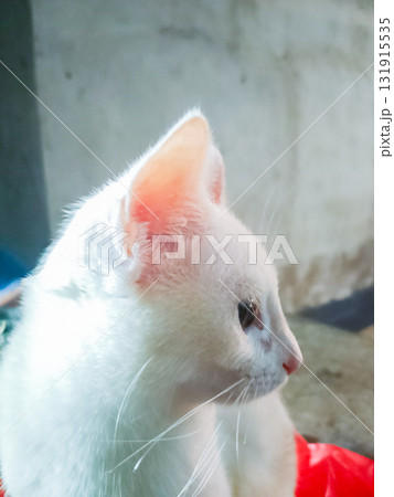 cat in cage cat in cage 131915535