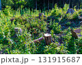伐採された木の切り株 131915687
