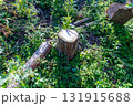 伐採された木の切り株 131915688