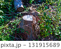 伐採された木の切り株 131915689
