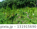 植林した山 131915690