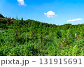 植林された山 131915691