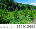 植林した山 131915692