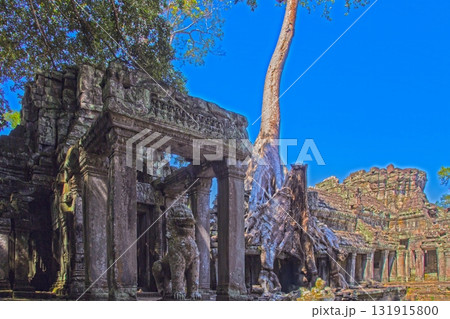 Ancient temple ruins with trees Angkor Wat Cambodia 131915800