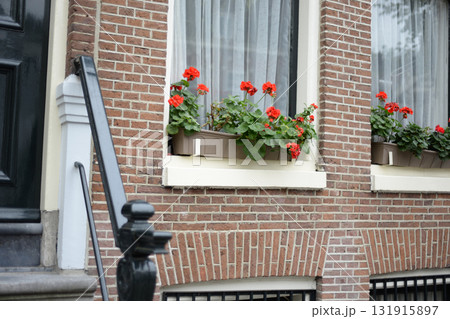 A brick wall of a traditional Amsterdam house with white curtains and vibrant red geraniums in window boxes. A black railing leads to the entrance 131915897