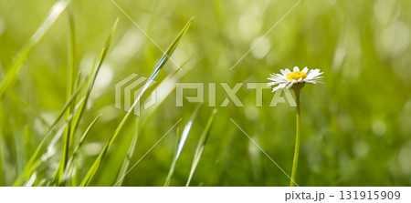 Delicate white flower blooming amidst vibrant green grass in a serene natural environment Delicate white flower blooming amidst vibrant green grass in a serene natural environment 131915909