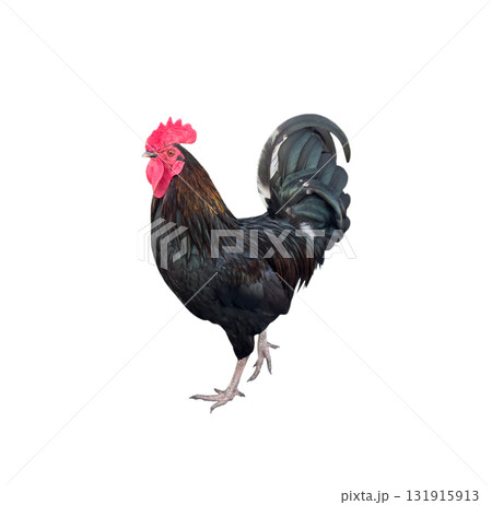Black rooster isolated on transparent background 131915913