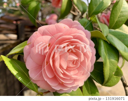 満開の椿の花(ピンク)一輪クローズアップ〈岡崎城公園/愛知県岡崎市〉 131916071