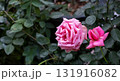 Pink rose garden bloom delicate petals green leaves natural light closeup romantic summer 131916082