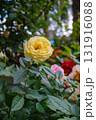 Yellow rose garden flower fresh bloom soft petals green leaves natural light close up spring season romantic mood vibrant color 131916088