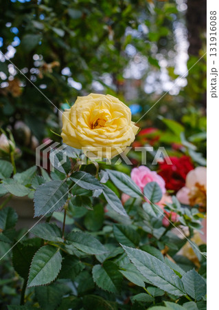 Yellow rose garden flower fresh bloom soft petals green leaves natural light close up spring season romantic mood vibrant color Yellow rose garden flower fresh bloom soft petals green leaves natural light close up spring season romantic mood vibrant color 131916088
