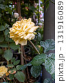 Yellow rose garden bloom petal stem leaf dew natural floral spring 131916089